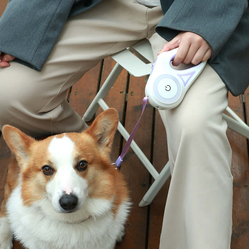Light Up the Night: The Ultimate Retractable Dog Leash