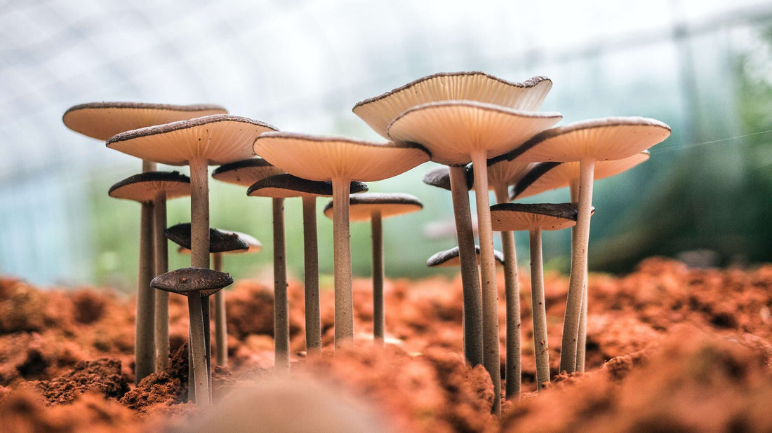 Unveiling the Secret Language of Fungi: How Mushrooms Communicate with Each Other