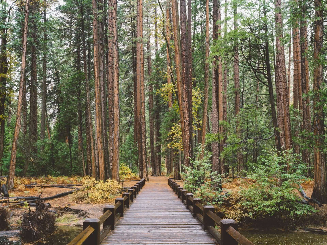 The Great Outdoors: Why Nature is Good for Your Mind, Body, and Soul