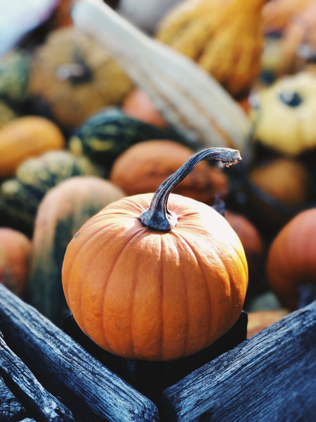 Fall Planting Made Easy: 6 Steps to a Beautiful Autumn Garden