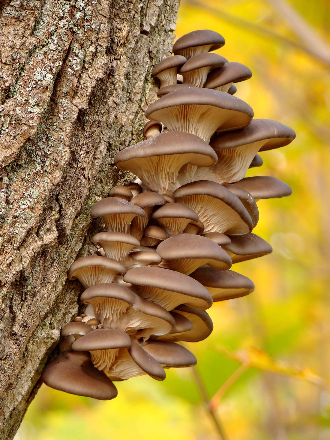 The Wonders of Mushrooms: A Beginner's Guide to These Amazing Plant Foods