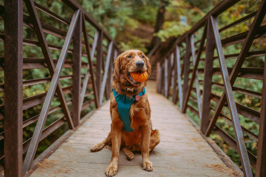 Paws and Peace: The Science Behind How Nature Benefits Your Pet's Mental Health