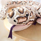 N Snake